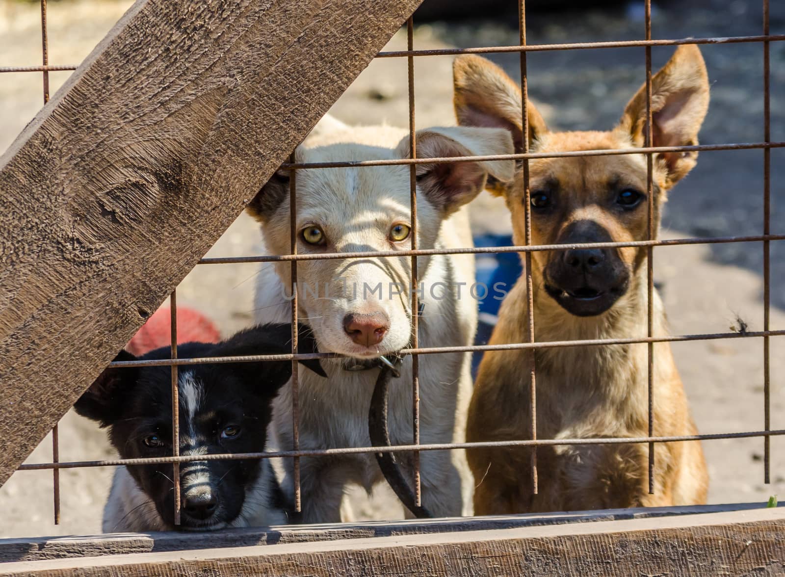 three mongrel puppies behind bars in a cage