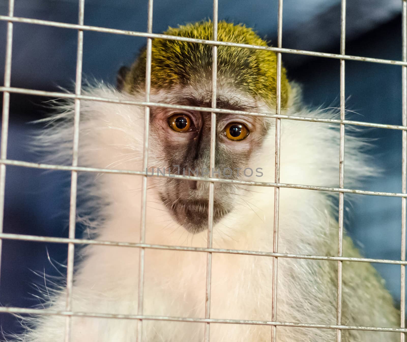 green monkey looks sadly through the cage