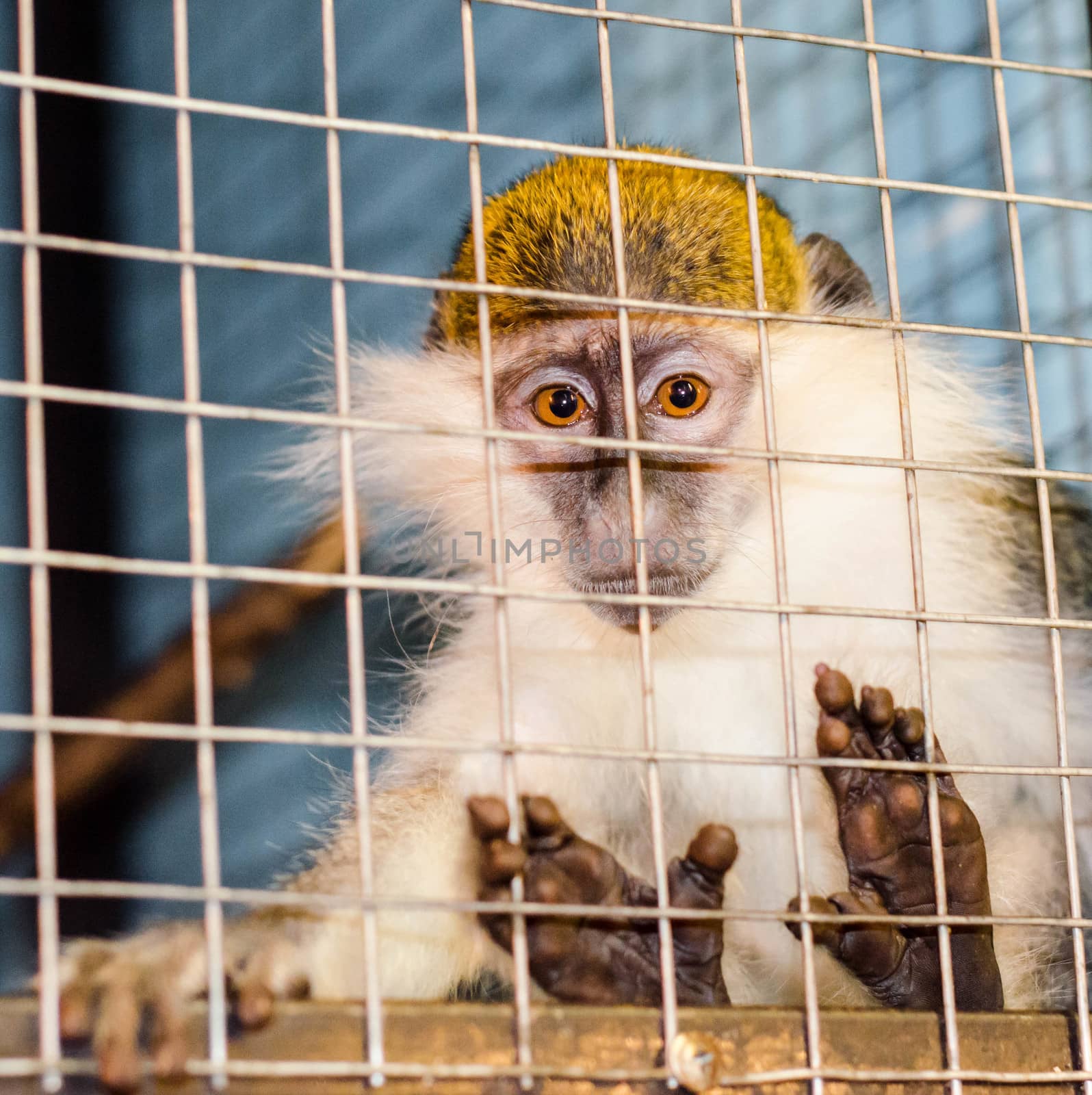 green monkey looks sadly through the cage