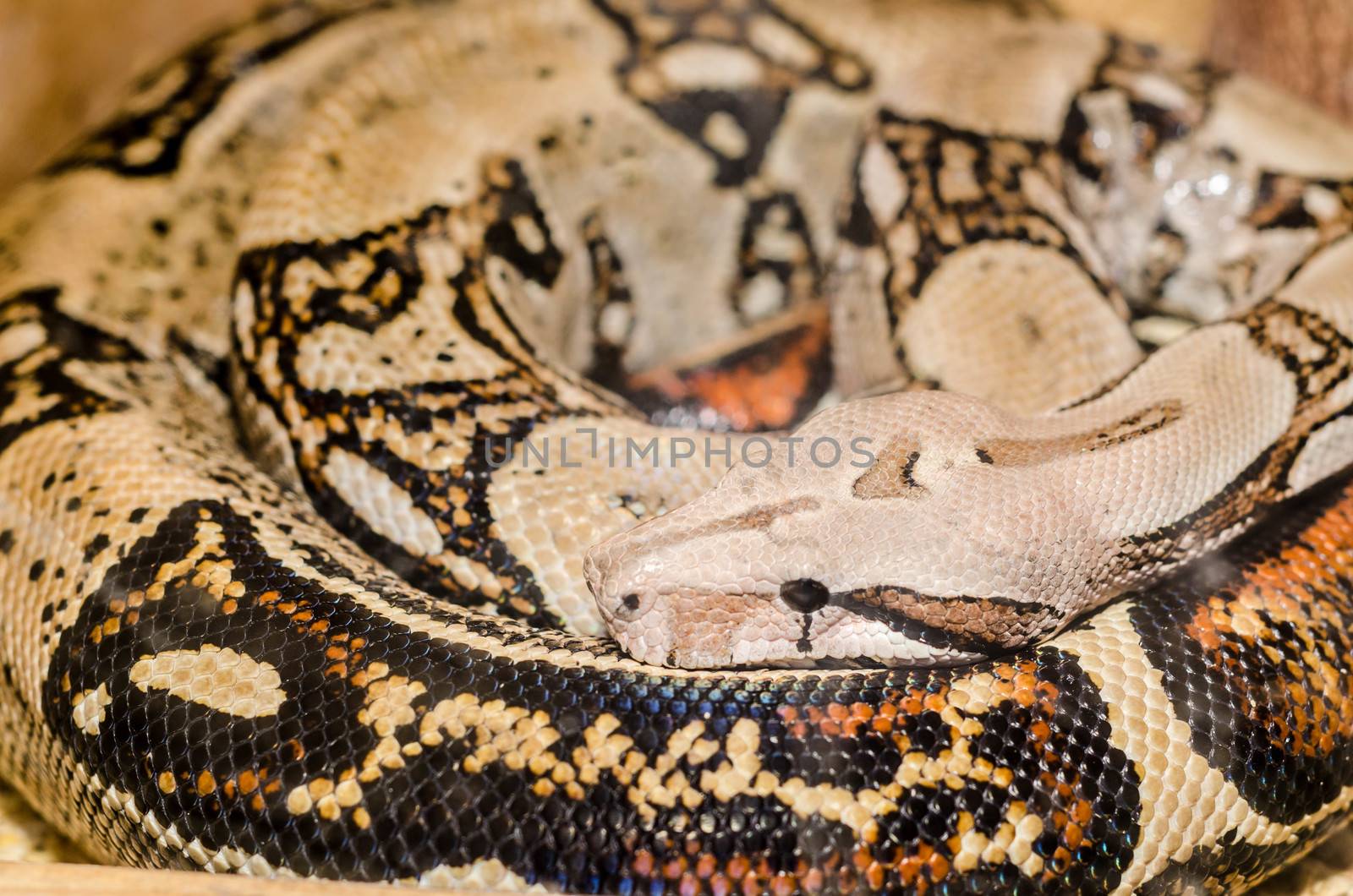 Pale Boa Snake skin and head with black eye