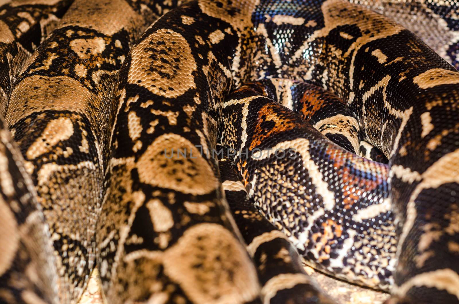 Boa Snake skin abstract textured Pattern spoted