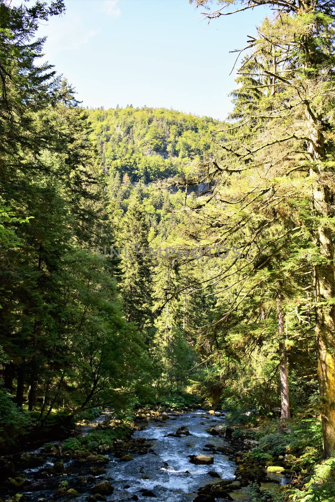 forest and mountain setting on french swiss borders