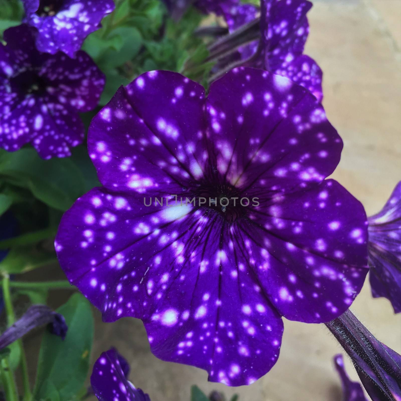 Galaxy Petunias in summer hanging baskets outdoors