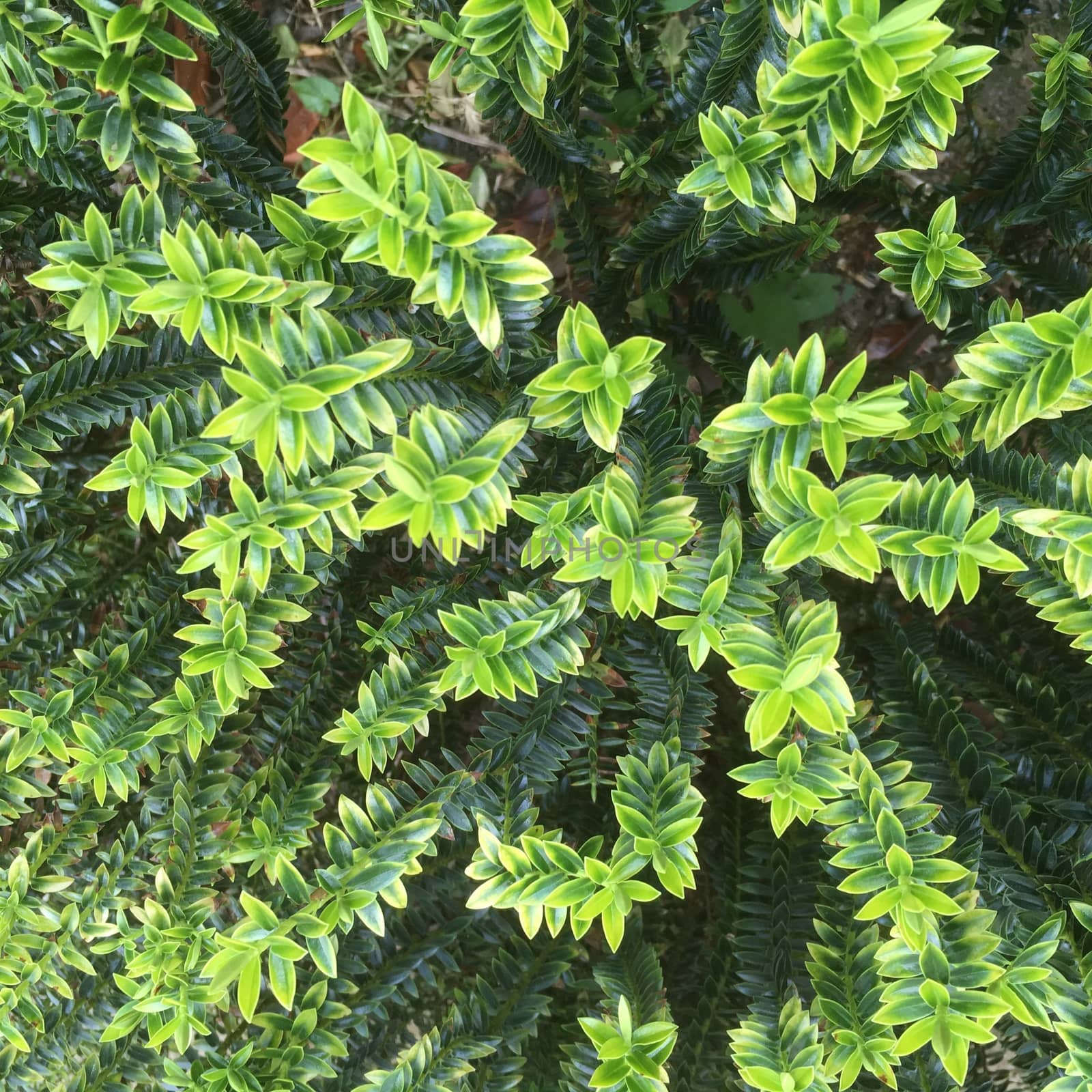 geometric plant leaves of the Hebe