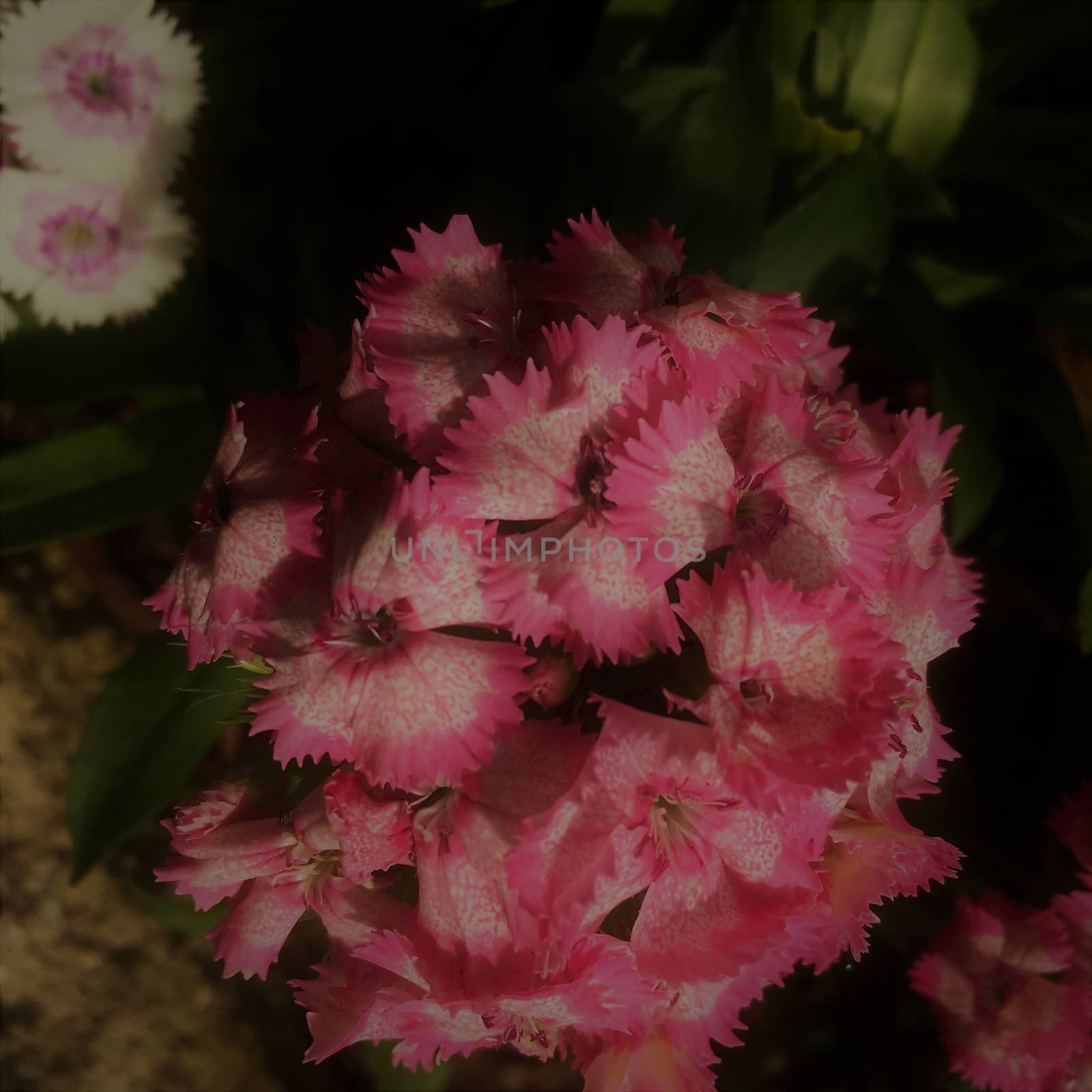 pink sweet williams flowers by sarahdavies576@gmail.com