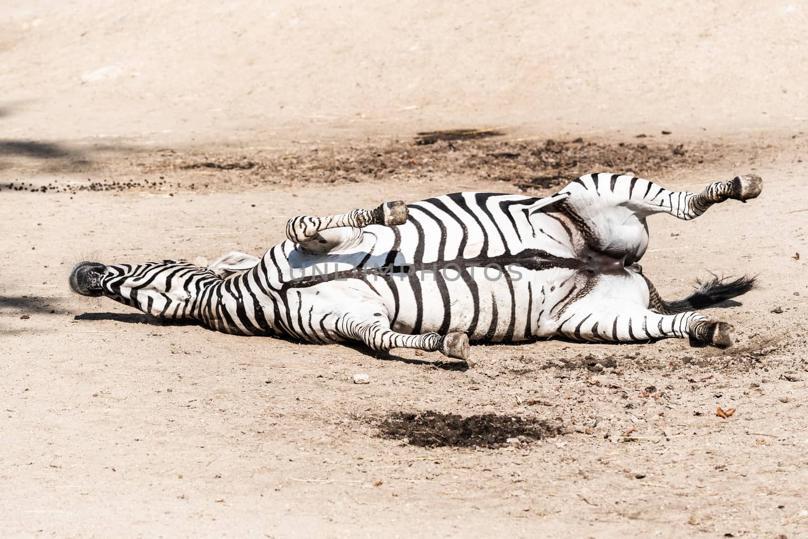 Zebra wallowing on the dusty ground. Funny animal. Africa.