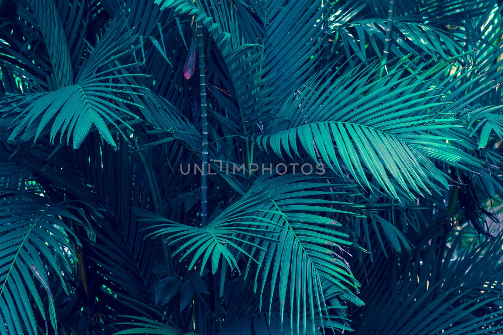 Leaves abstract palm tropical leaves colorful flower on dark tropical foliage nature background dark blue foliage nature by sarayut_thaneerat