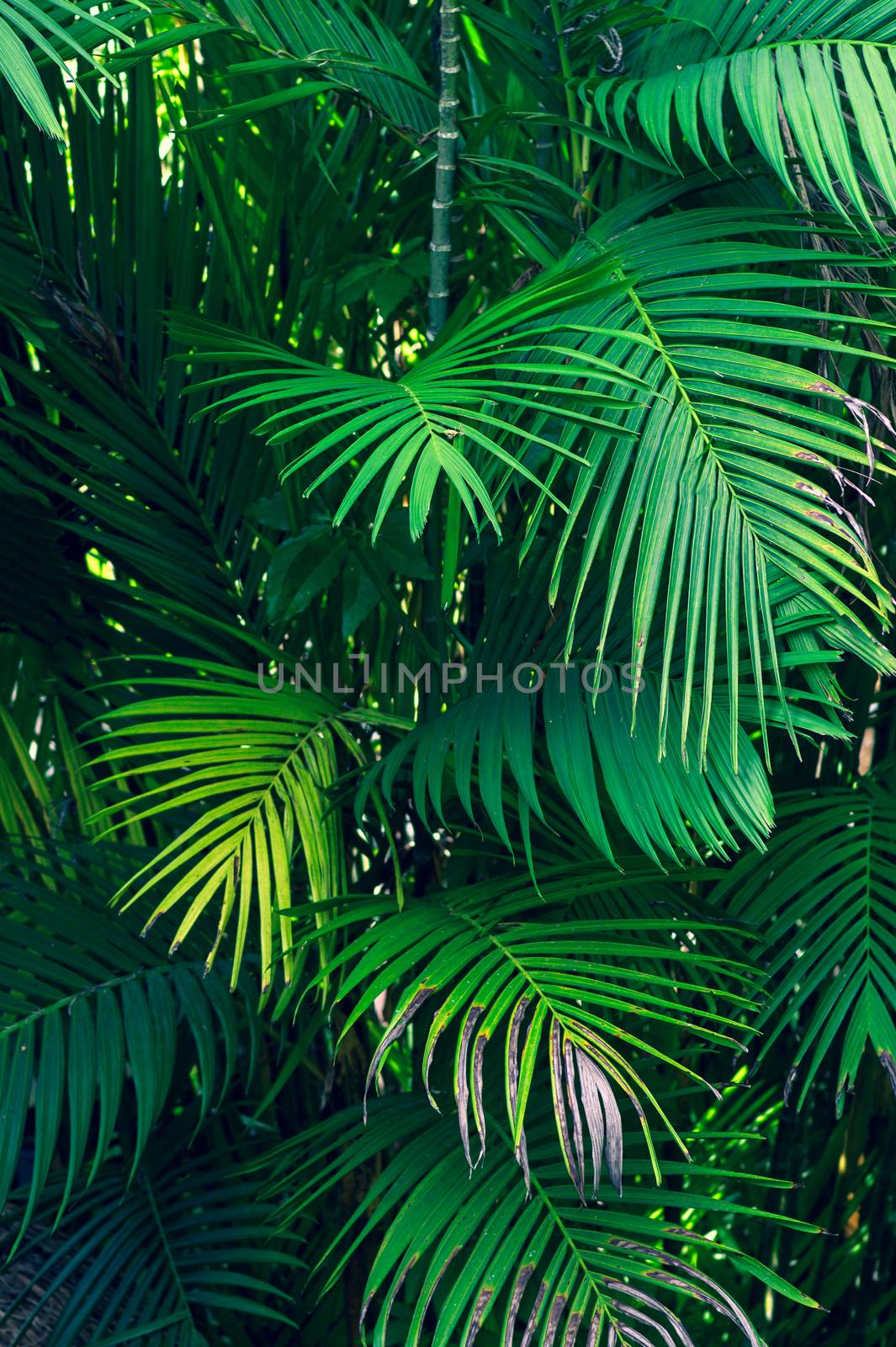 Leaves abstract palm tropical leaves colorful flower on dark tropical foliage nature background dark blue foliage nature by sarayut_thaneerat