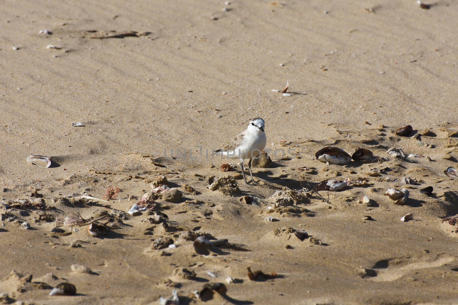 Small White-fronted Plover Bird On Beach Sand (Charadrius marginatus) by jjvanginkel