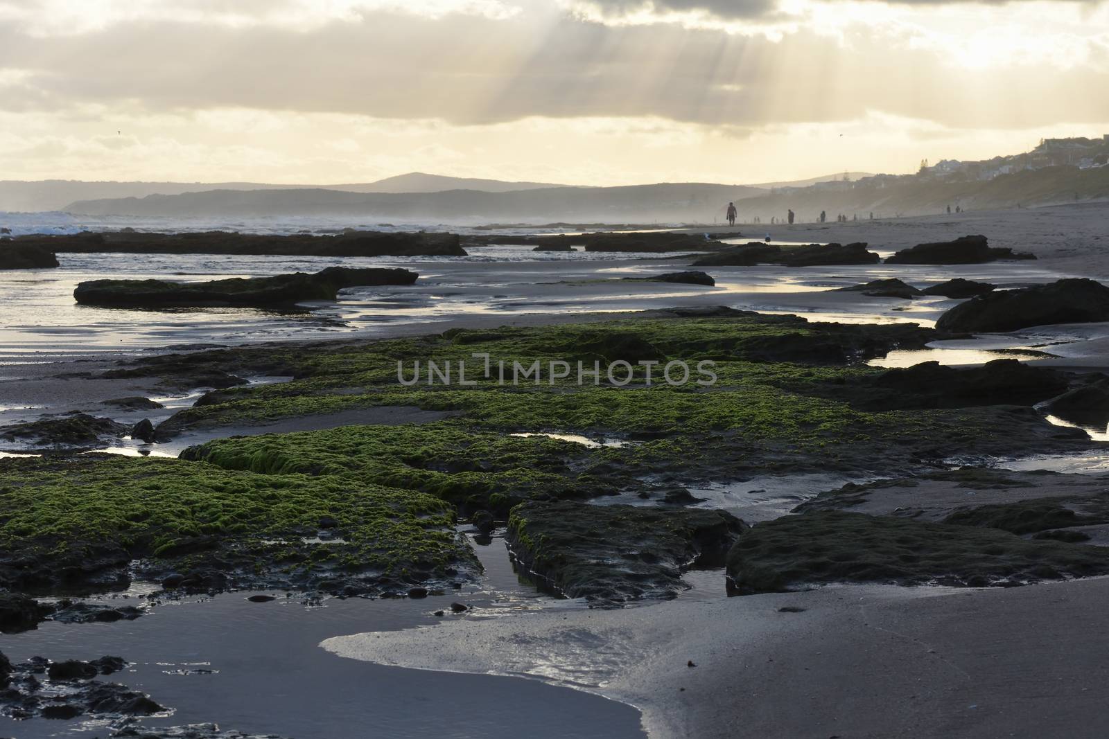 Bright Green Rock Moss On Afternoon Beach by jjvanginkel