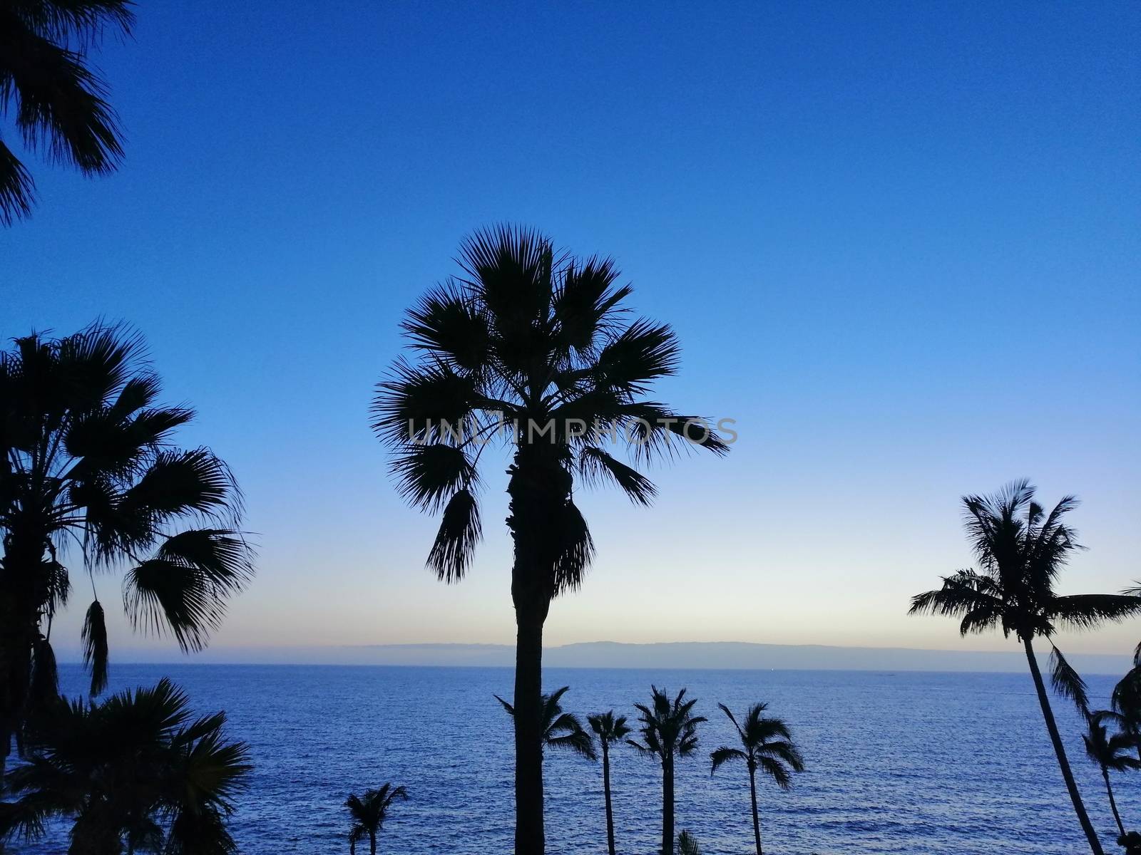 Beautiful view with tropical palm trees the ocean beach in las Americas. by Lenkapenka