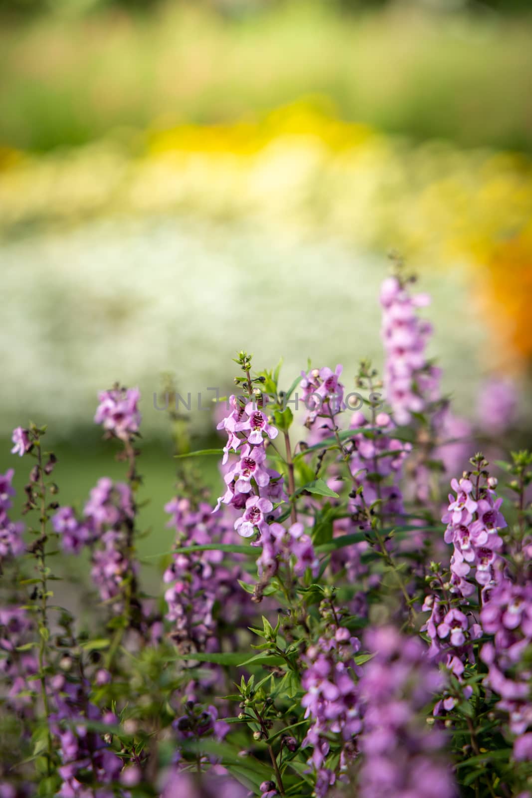 The background image of the colorful flowers, background nature