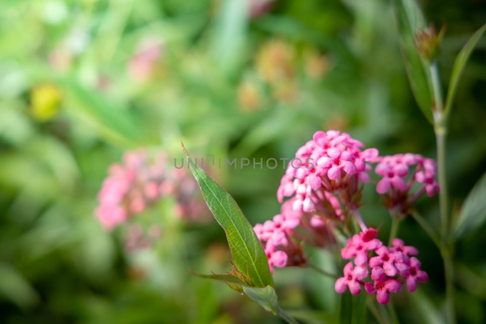 The background image of the colorful flowers by teerawit