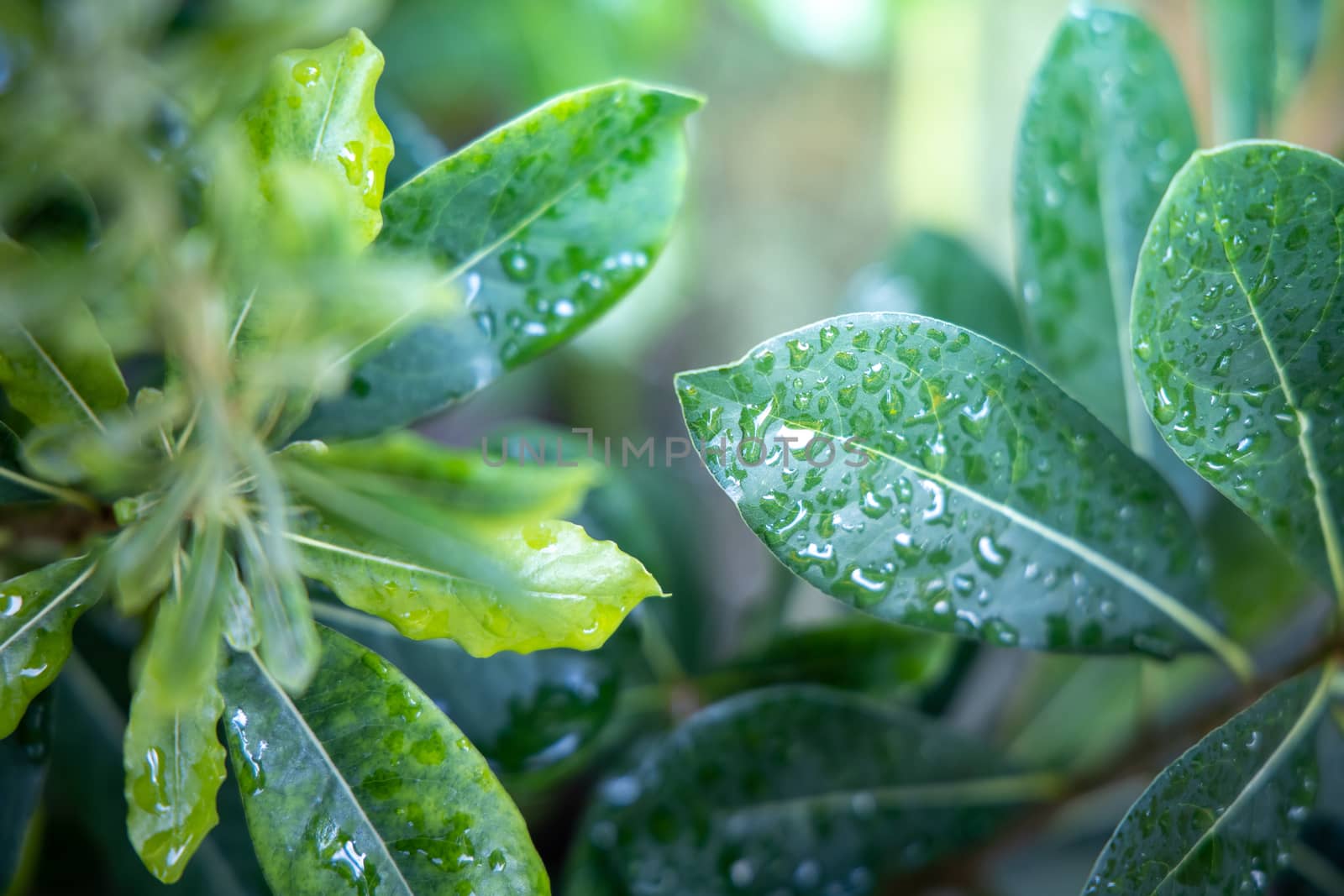 Close Up green leaf under sunlight in the garden. Natural backgr by teerawit