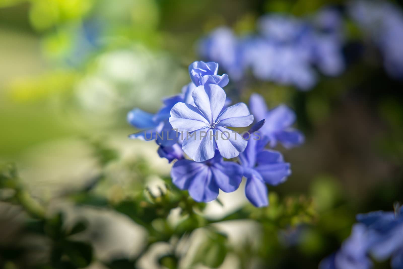 The background image of the colorful flowers by teerawit