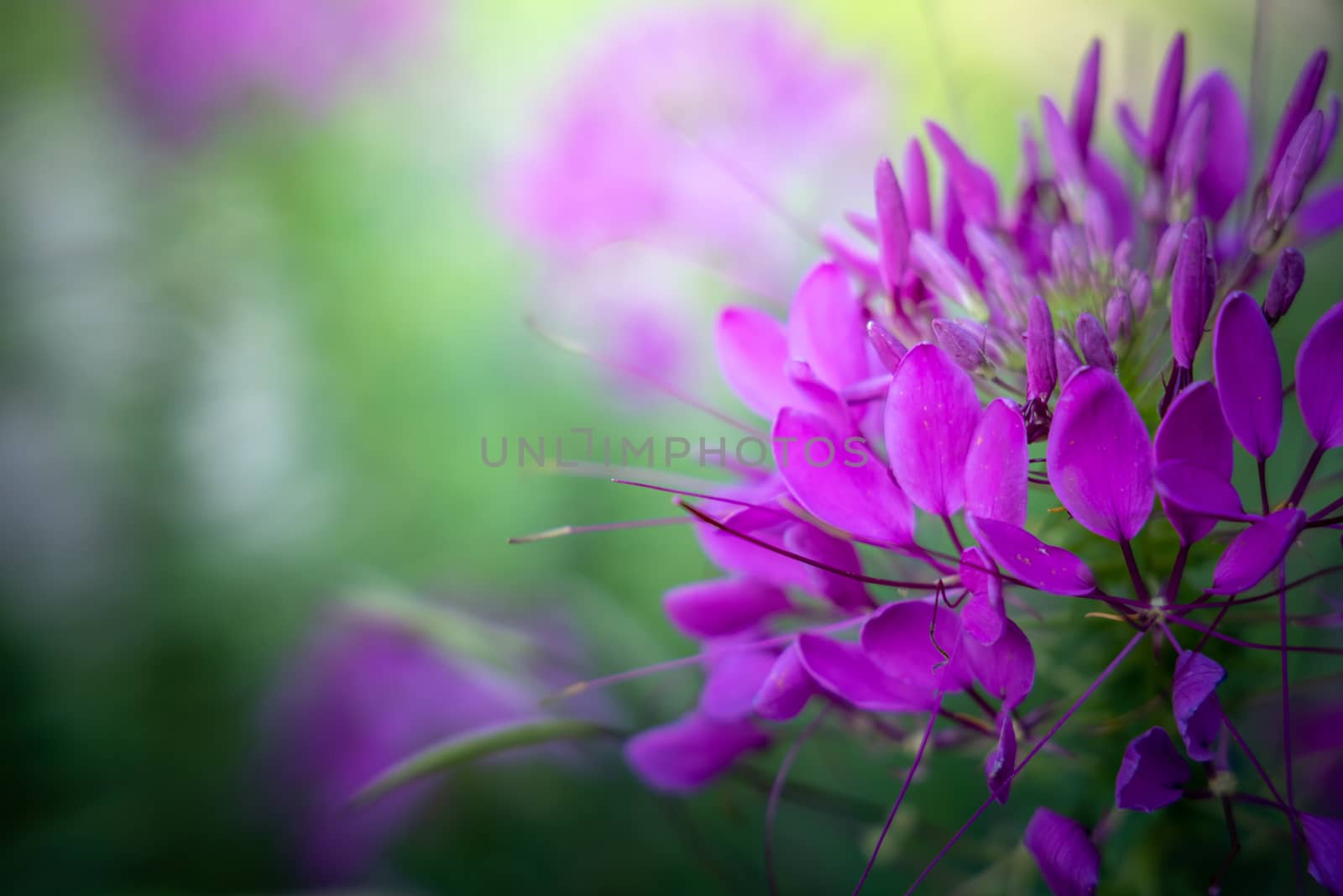 The background image of the colorful flowers by teerawit