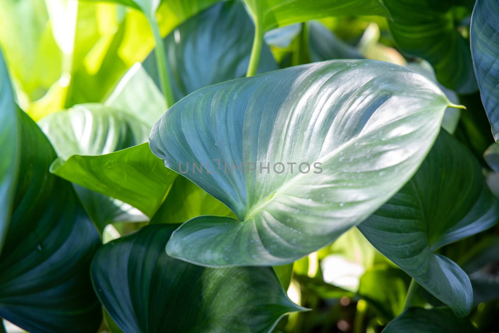 Close Up green leaf under sunlight in the garden. Natural background with copy space.