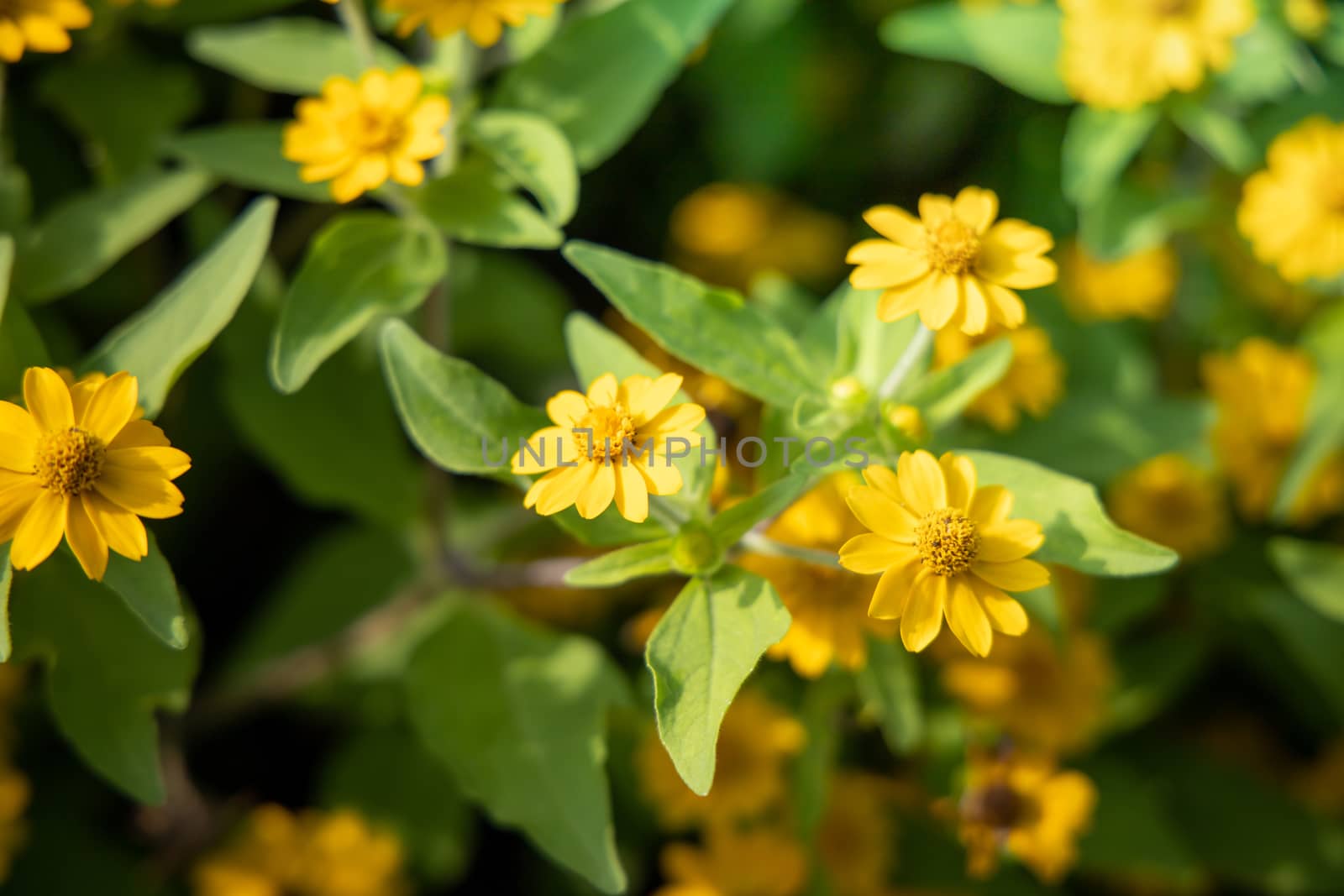 The background image of the colorful flowers by teerawit