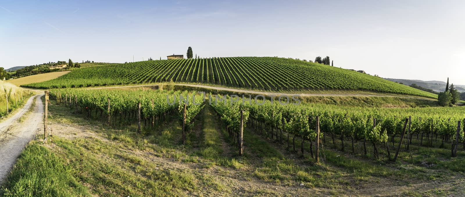 Vineyards in Tuscany by deyan_georgiev