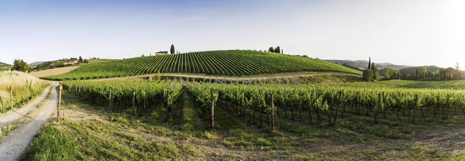 Vineyards in Tuscany by deyan_georgiev