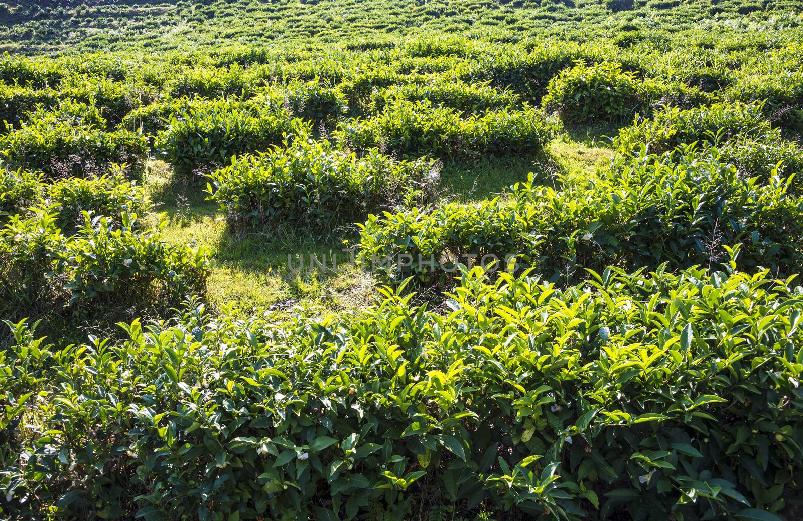 Tea plantation in the mountains of Sochi, Russia.