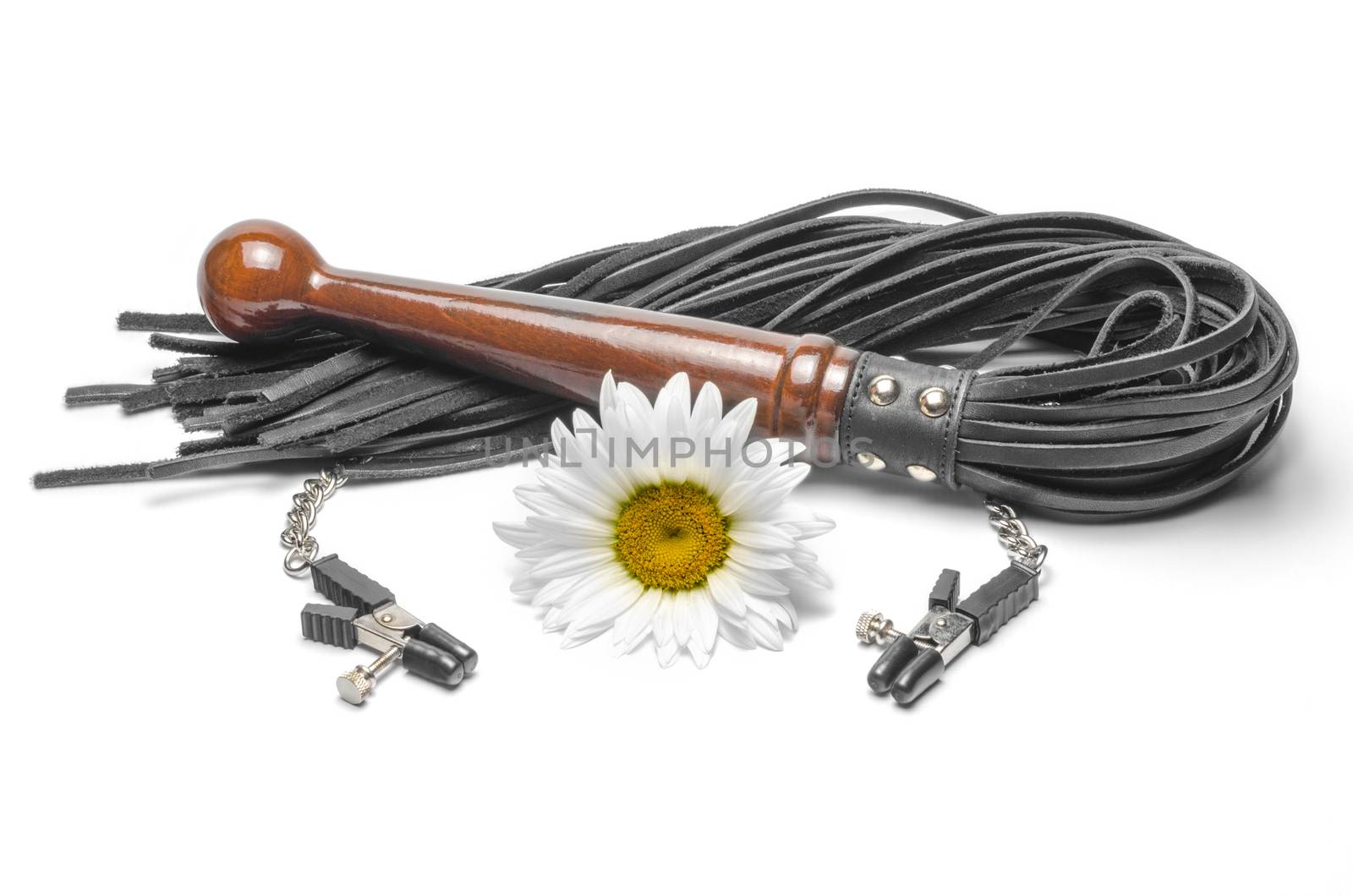 black leather bdsm lash with clips and yellow daisy flower on a white background