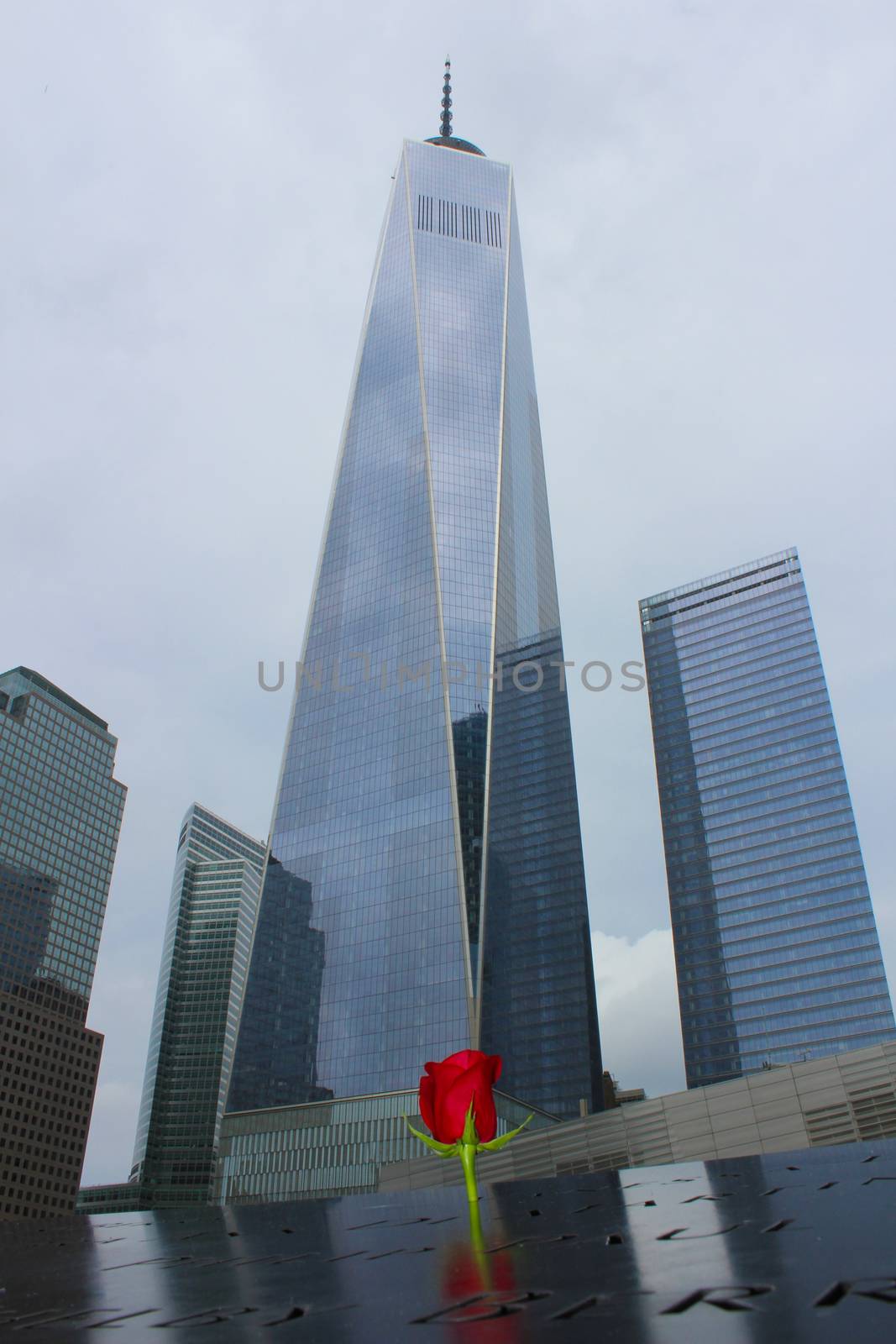 Rose at the 911 memorial world trade center, New York