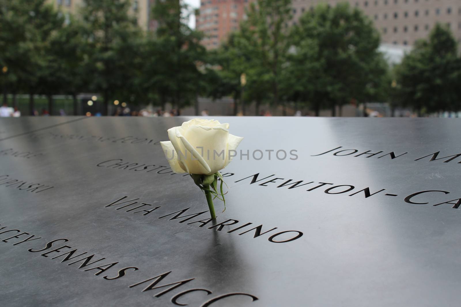 White rose at the 911 memorial world trade center, New York