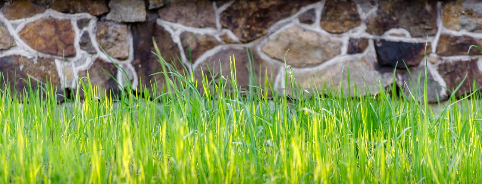 fresh green grass on stone wall background closeup