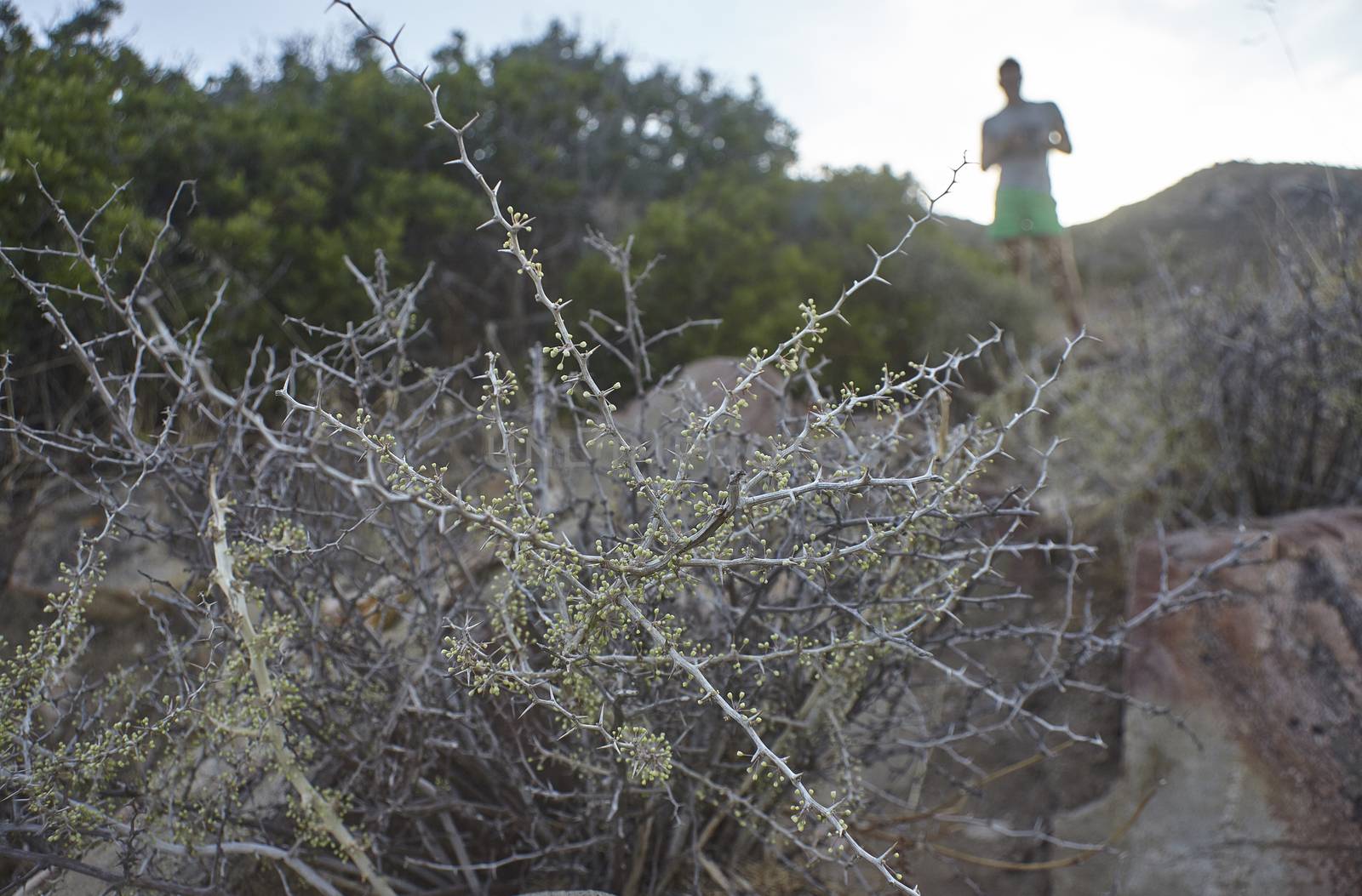 Detail of a thorny plant typical of Mediterranean vegetation with in the background a blurred person observing the surrounding nature.