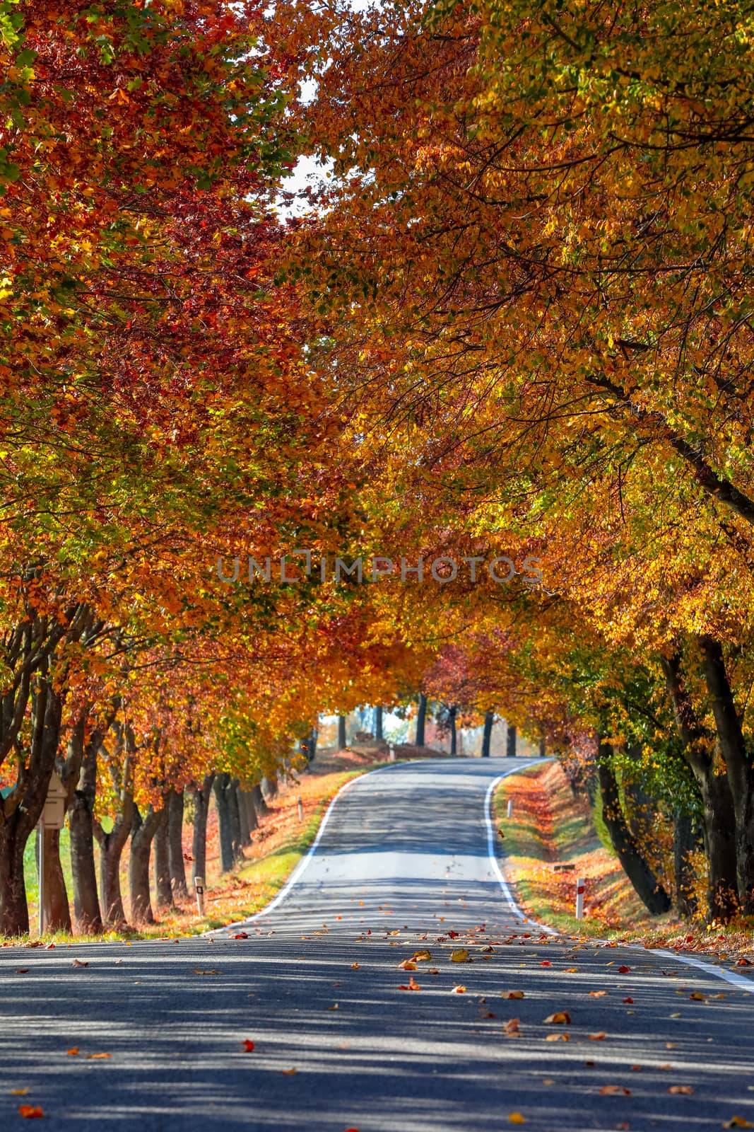 beautiful trees on alley in autumn by artush