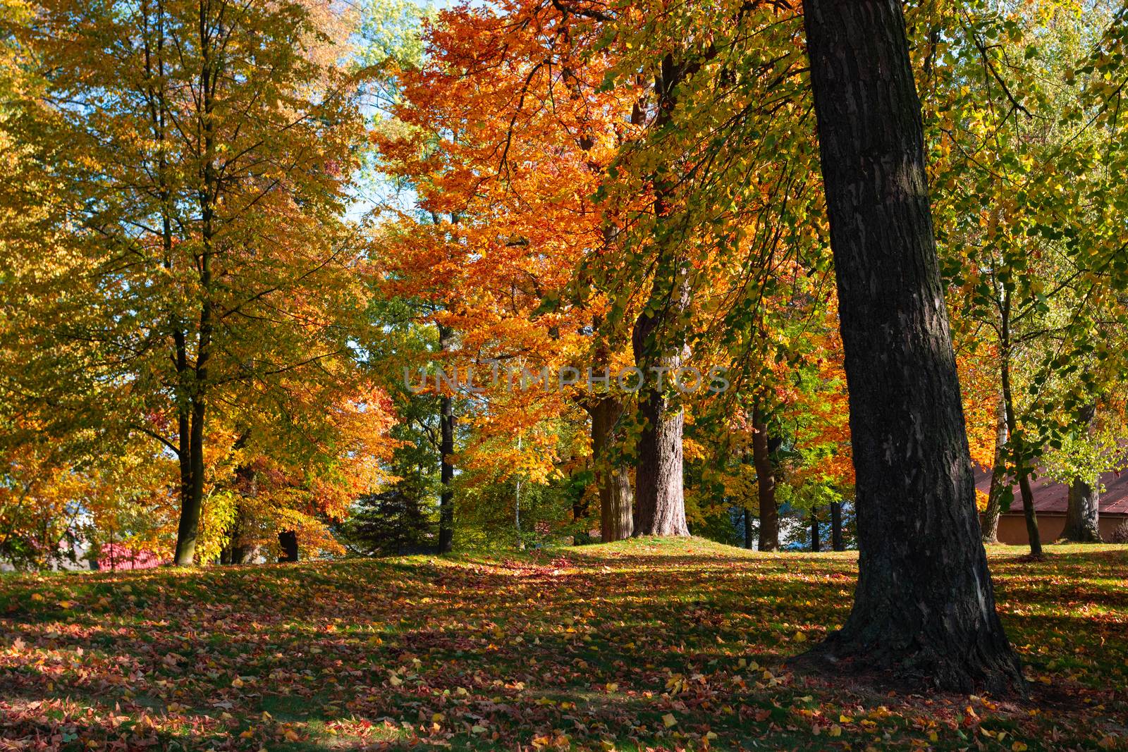 autumn in park in fall season by artush