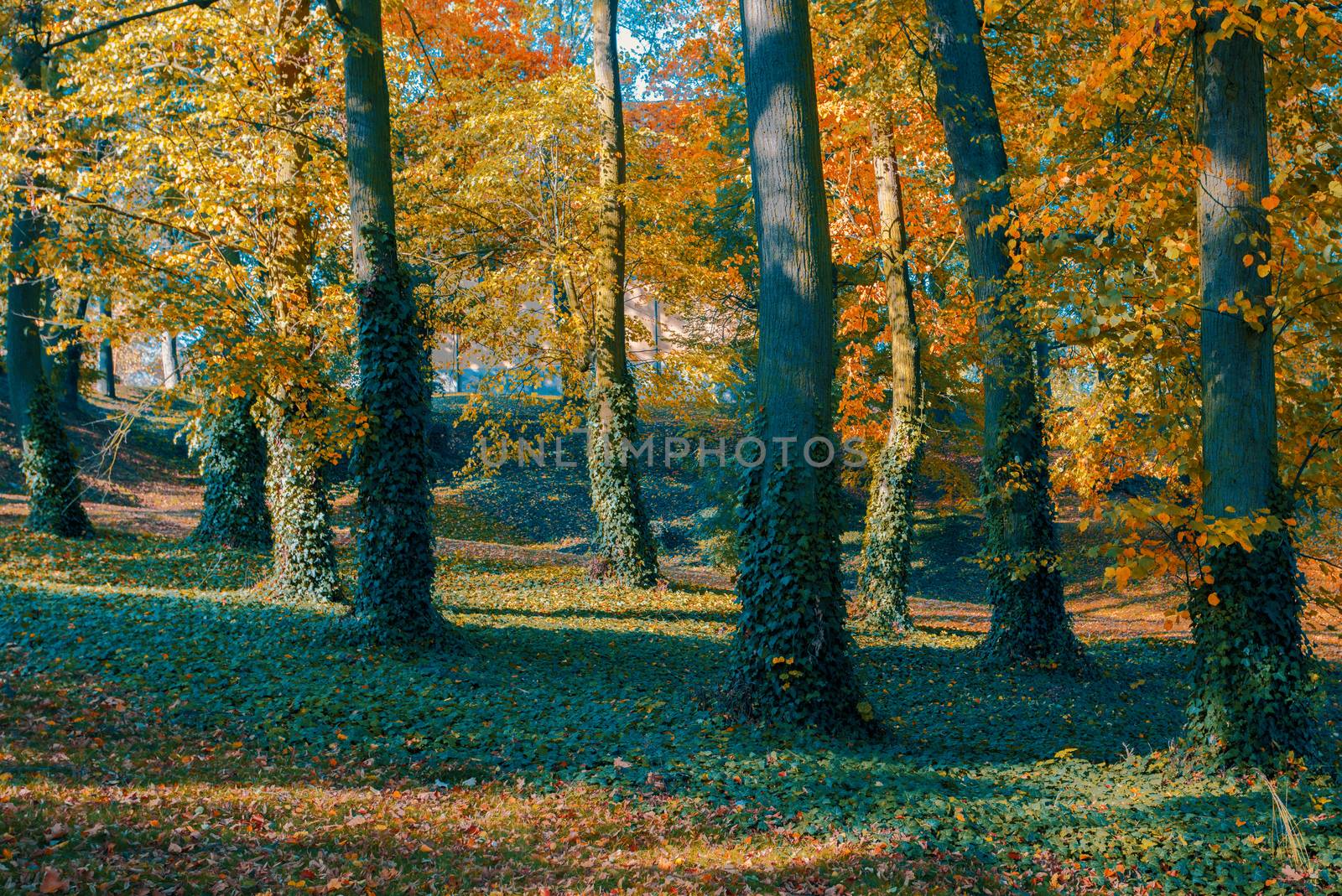 autumn in park in fall season by artush