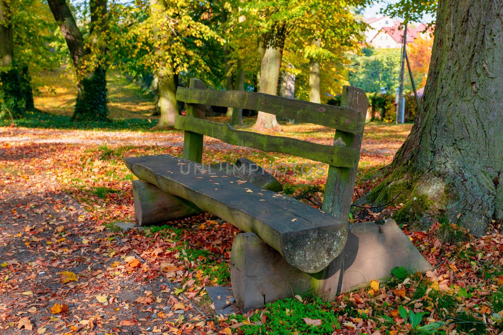 Beautiful and romantic fall colored park with colorful trees and sunlight. Autumn season natural background