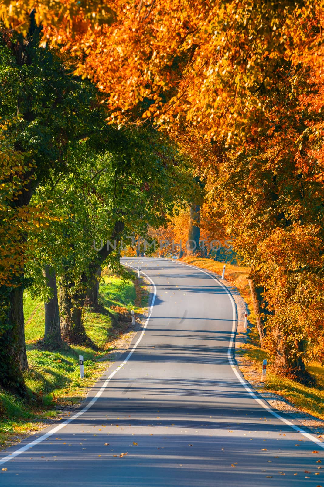 Beautiful and romantic fall colored alley with colorful trees and sunlight. autumn season natural background