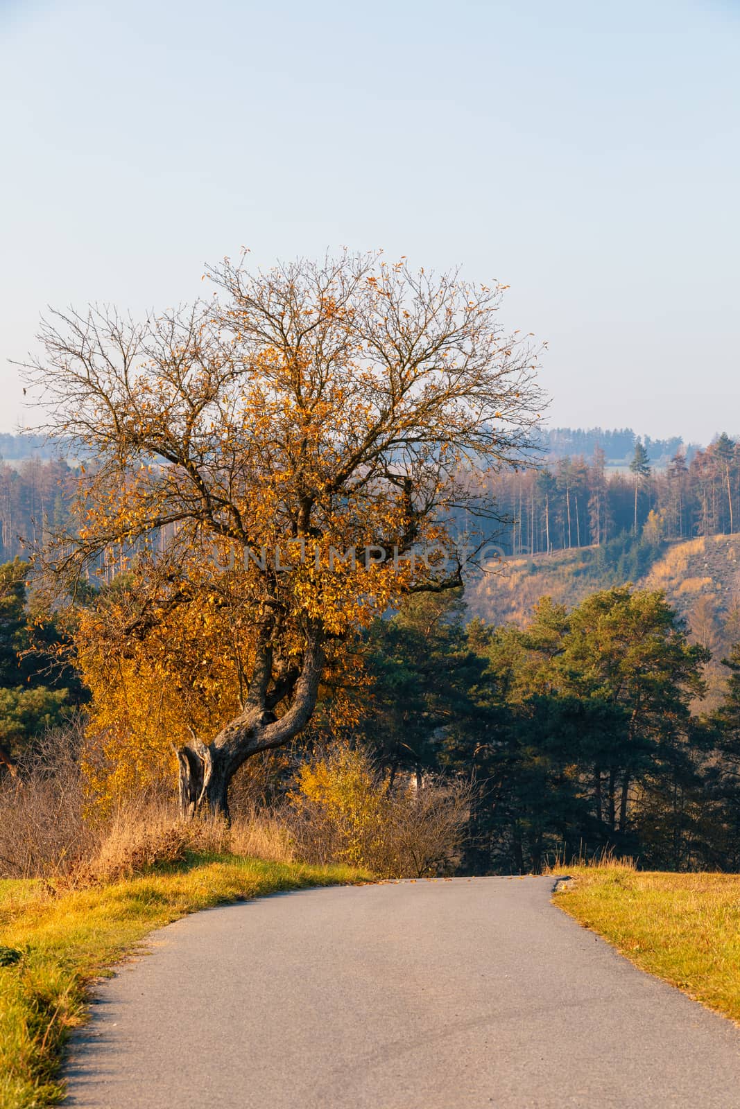 beautiful trees on alley in autumn by artush