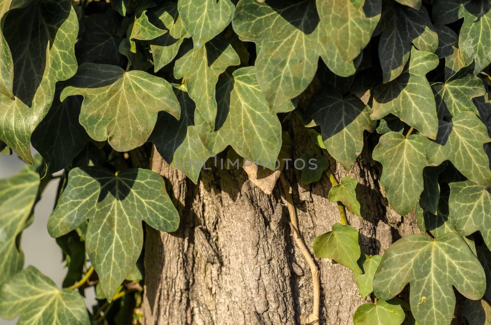 green ivy leaves on a tree close up