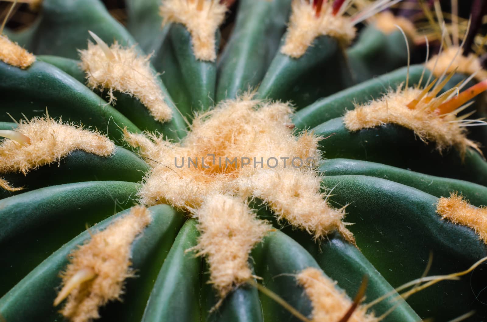 cactus close up macro