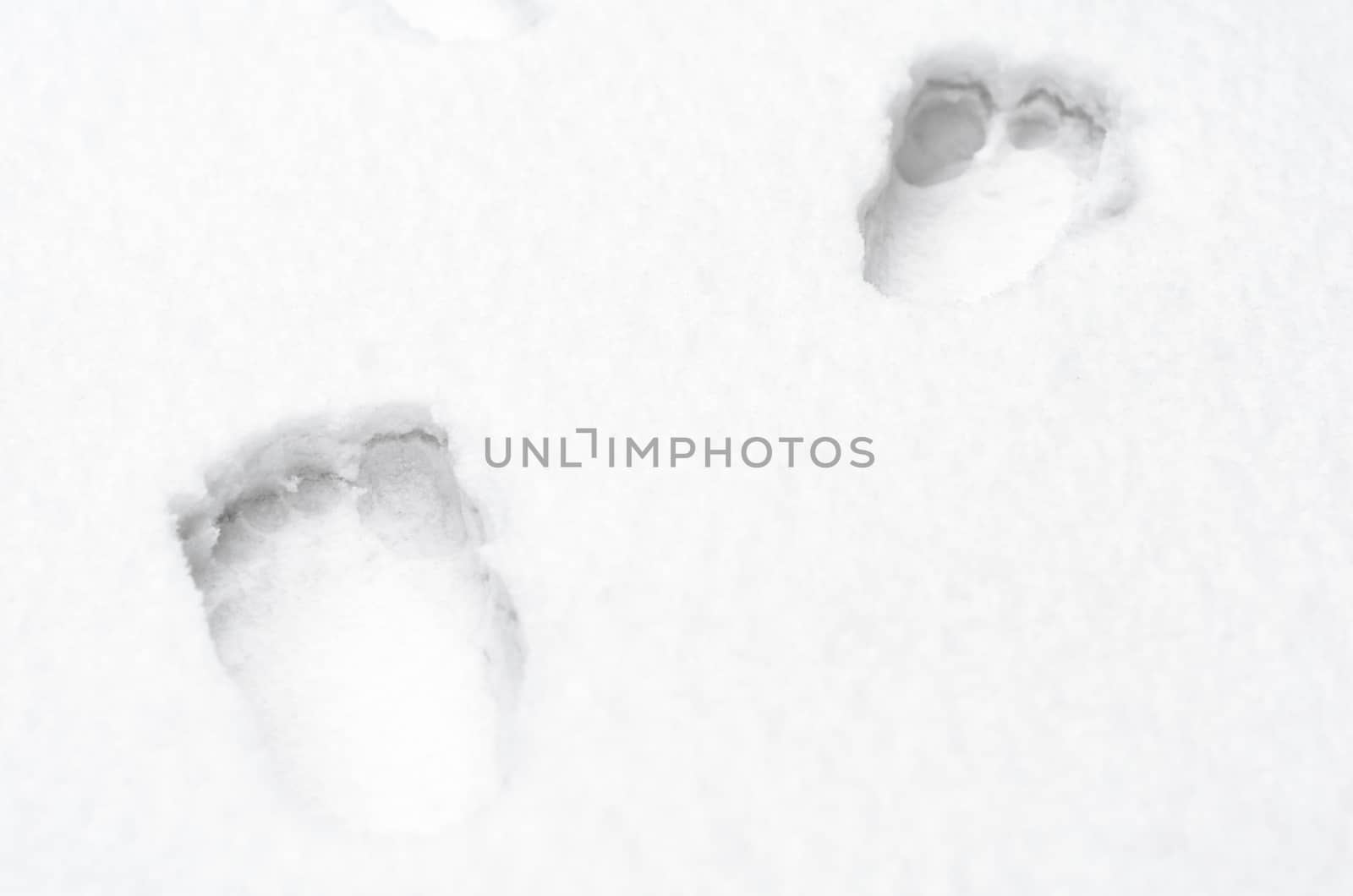 footprints of bare human feet on white snow close up