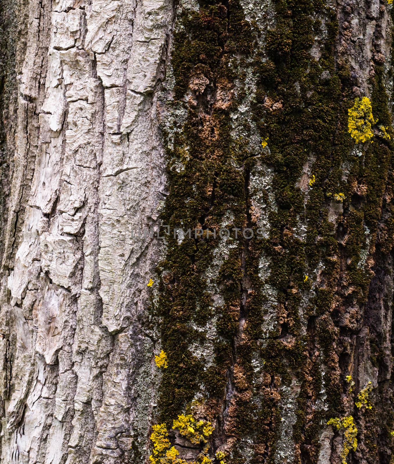 texture of a tree trunk overgrown with moss