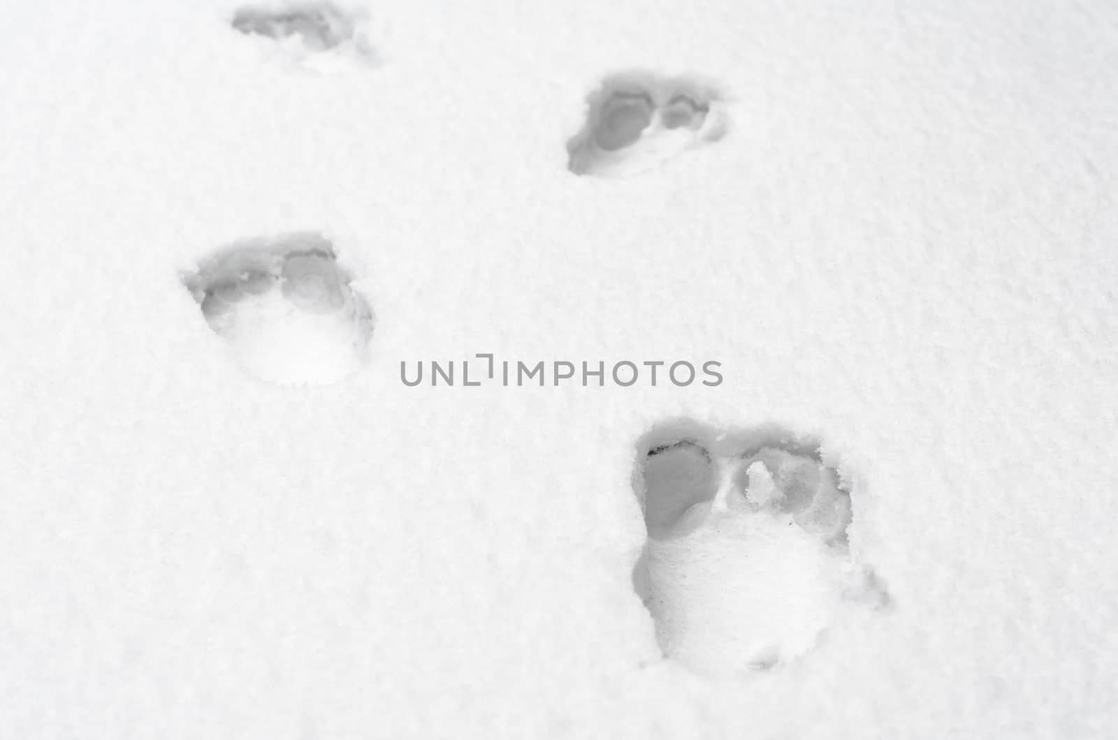 footprints of bare human feet on white snow close up