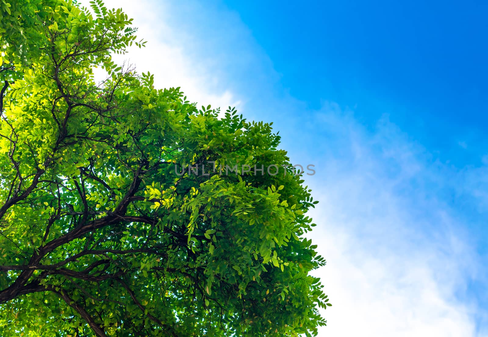 branches of a tree with green leaves against a blue sky with white clouds