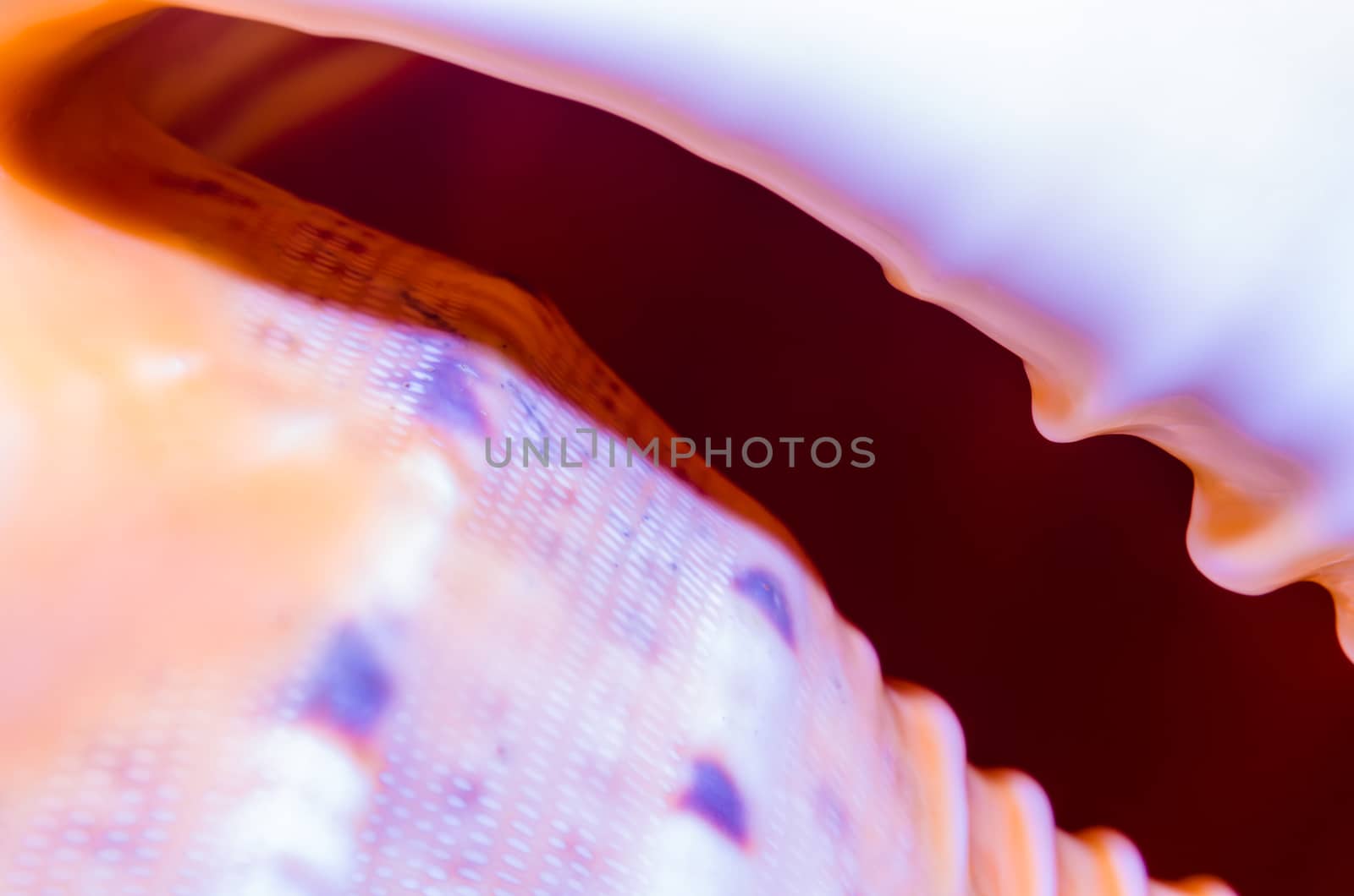 fragment of a large oceanic seashell abstract texture of a blue orange with dark hole
