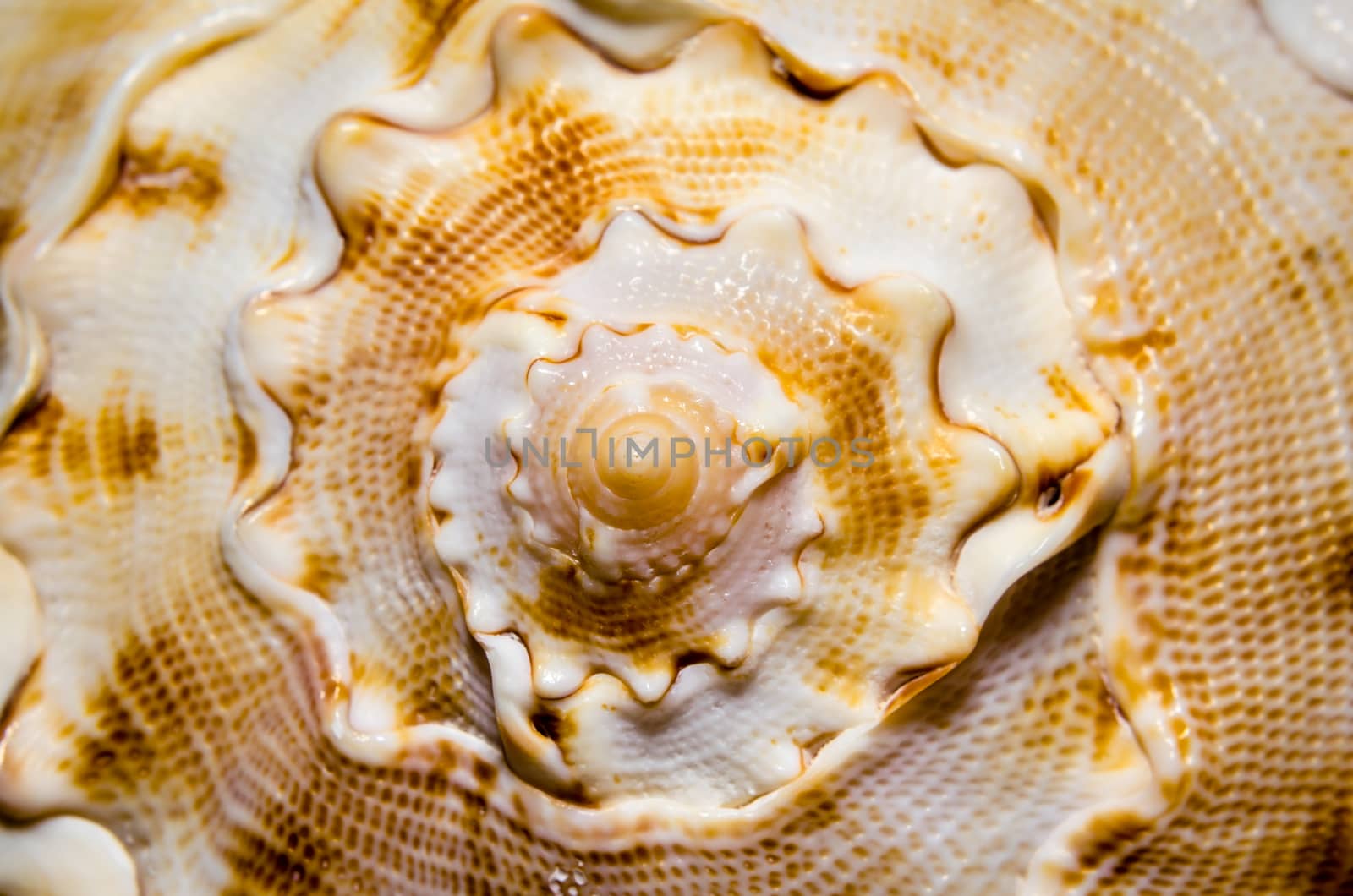 large orange striped curved spiral sea shell close-up abstract texture macro