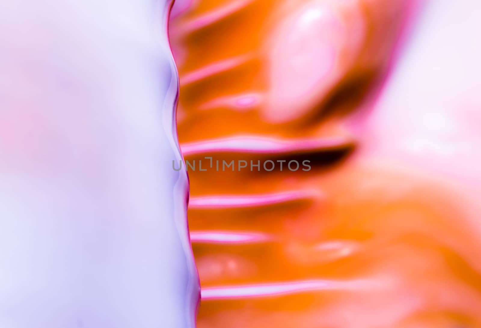 fragment of a large oceanic seashell abstract texture orange violet macro closeup