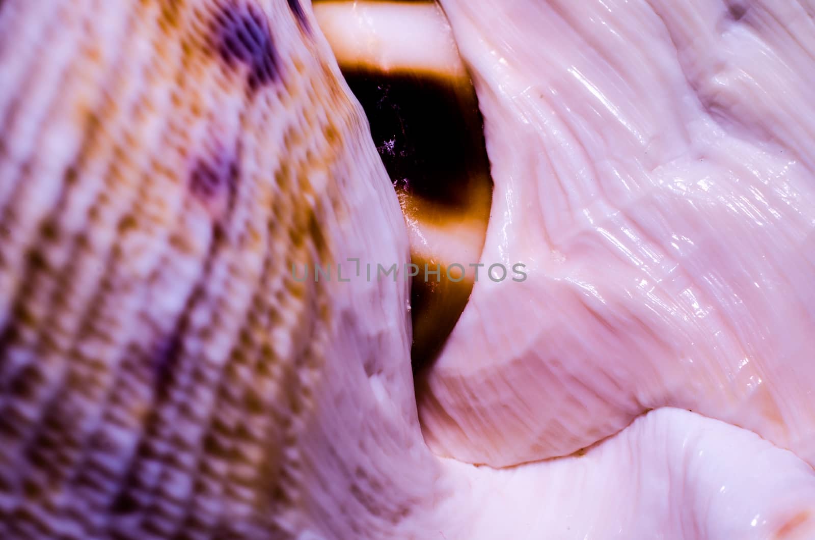 fragment of a large oceanic seashell abstract texture orange macro closeup