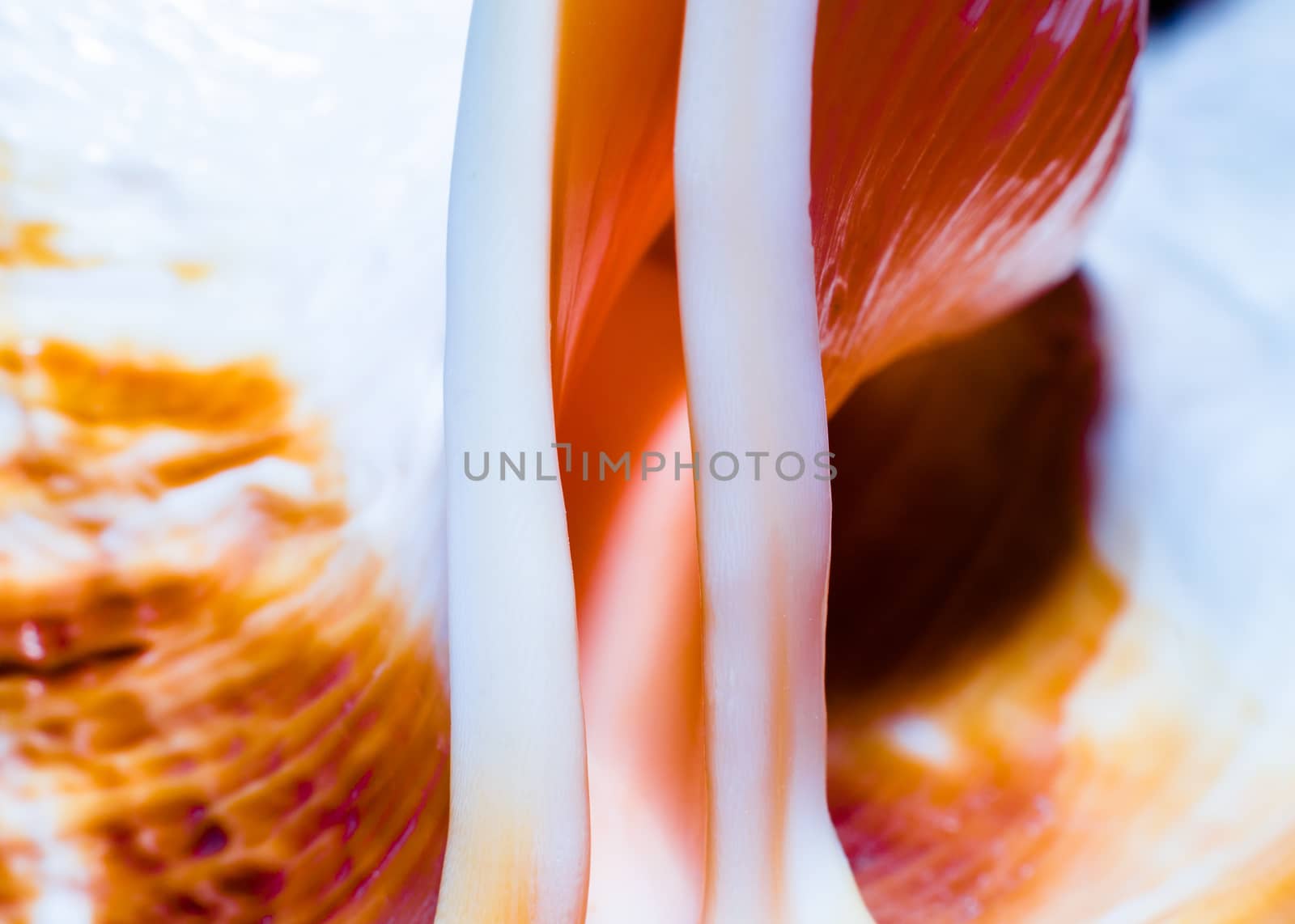fragment of a large oceanic seashell abstract texture orange macro closeup