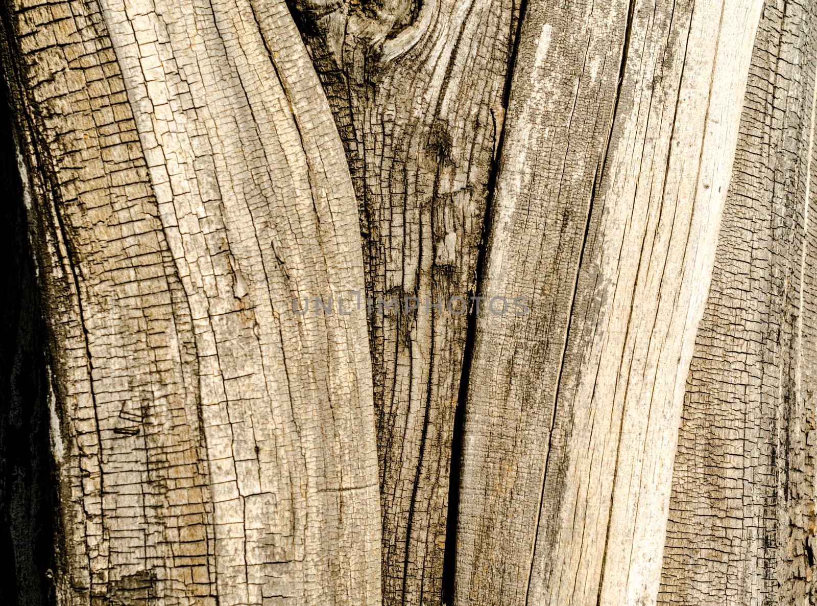 old tree texture