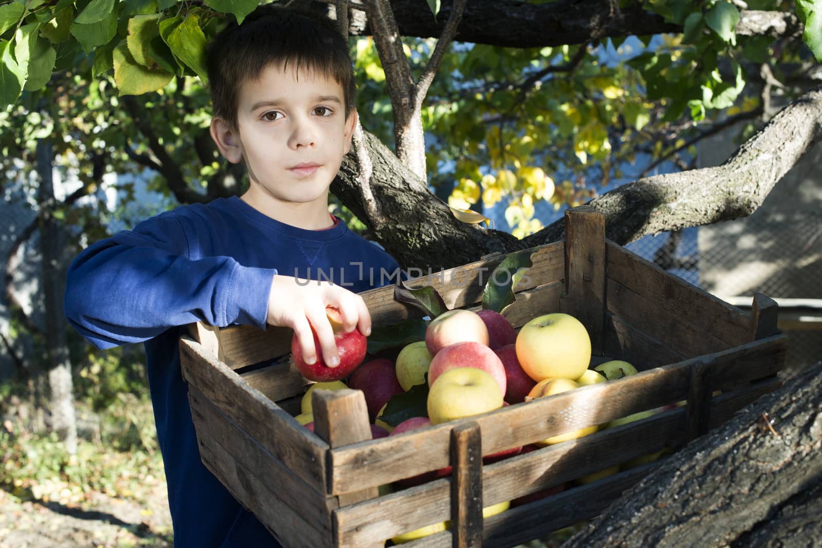 Apples in an old wooden crate on tree by deyan_georgiev
