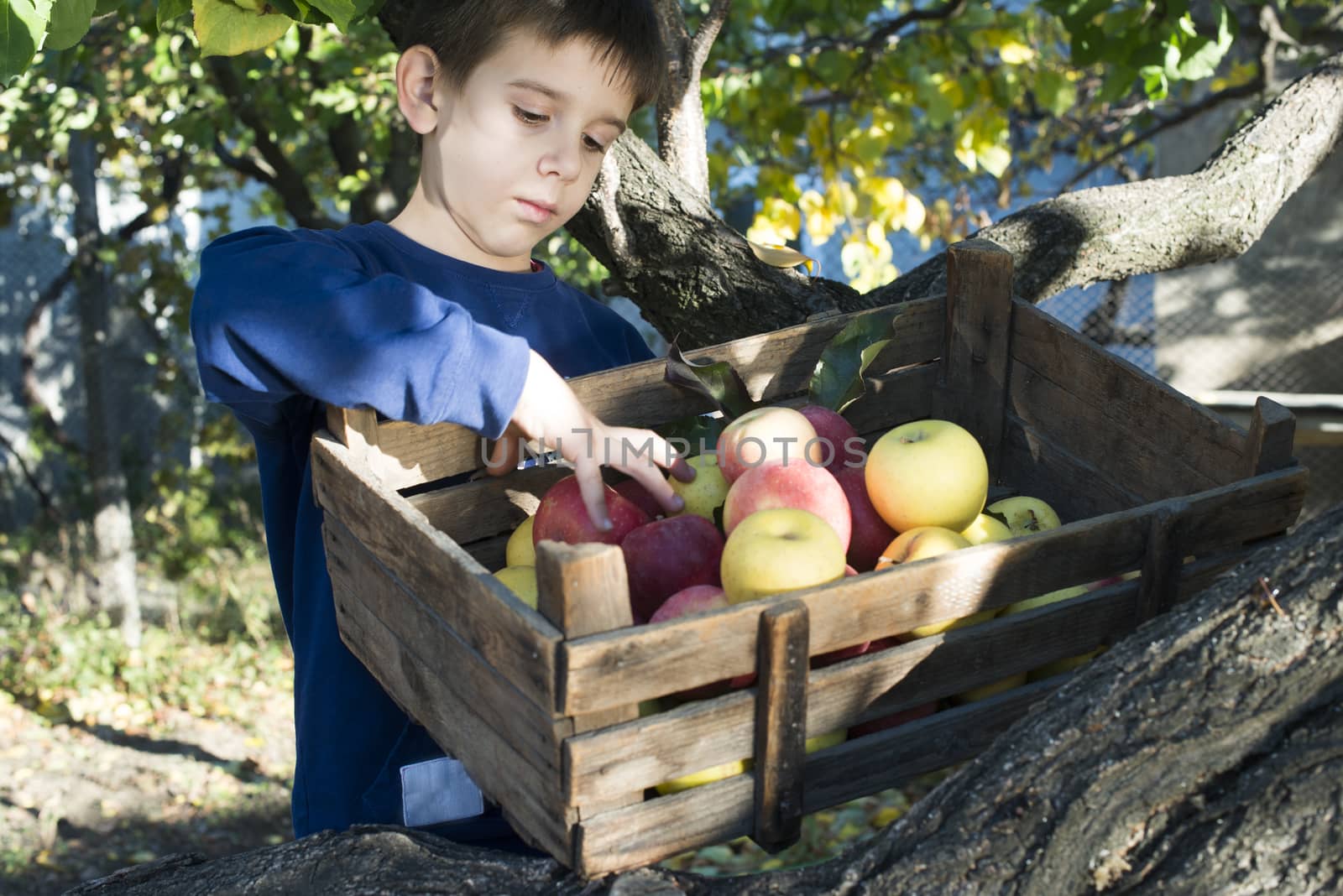 Apples in an old wooden crate on tree. Child authentic image